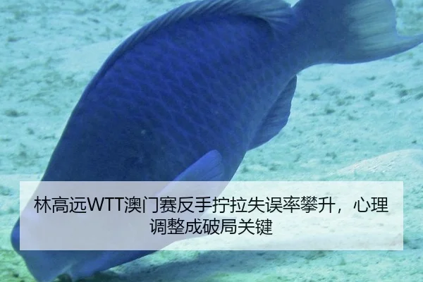 林高远WTT澳门赛反手拧拉失误率攀升，心理调整成破局关键